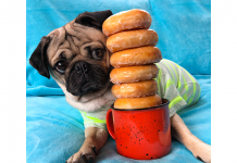 Gift Idea: A Cup of Joe & A Pug Named Doug 1