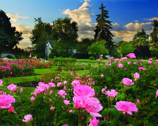 BushPastureParkRoseGarden_Ron-Cooper