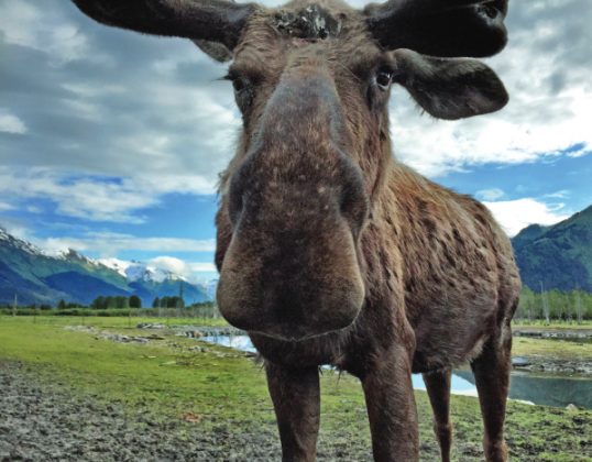 Moose-Closeup-Jack-Bonney