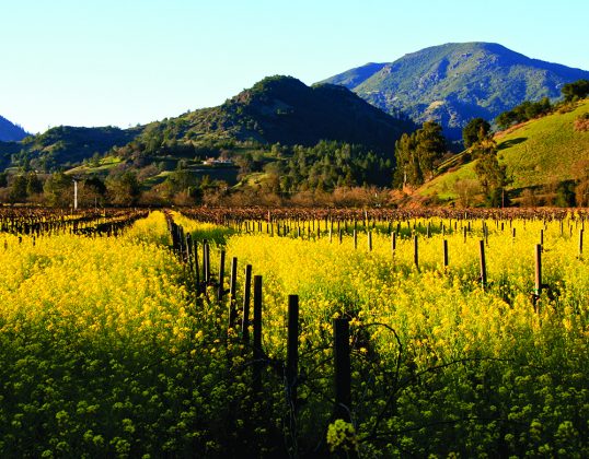 Mustard-in-Calistoga-credit-Ivan-Miller