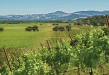 Sonoma County Serves Up Sustainability Photo-courtesy-of-Sonoma-County-Tourism_vineyards_summer_Russian_River_Valley_Copain_Sonoma_County_002