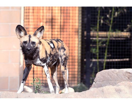Zoo-Boise