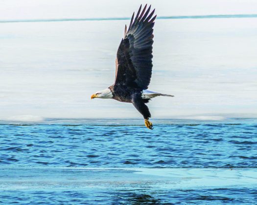 eagles