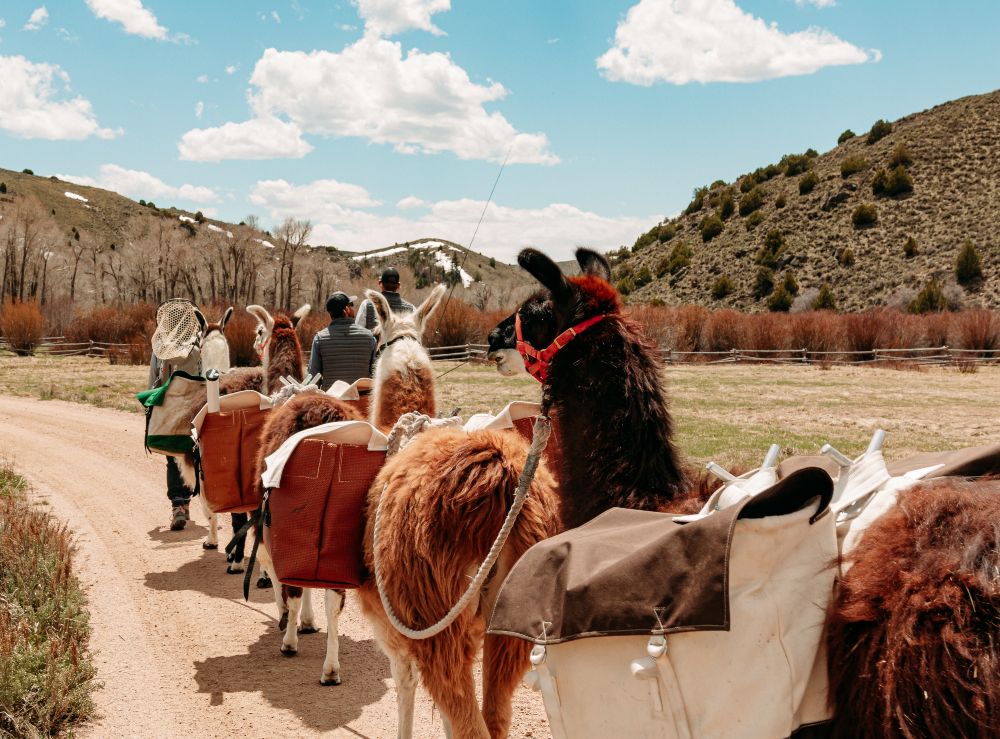 team-building llama hike at Brush Creek Ranch
