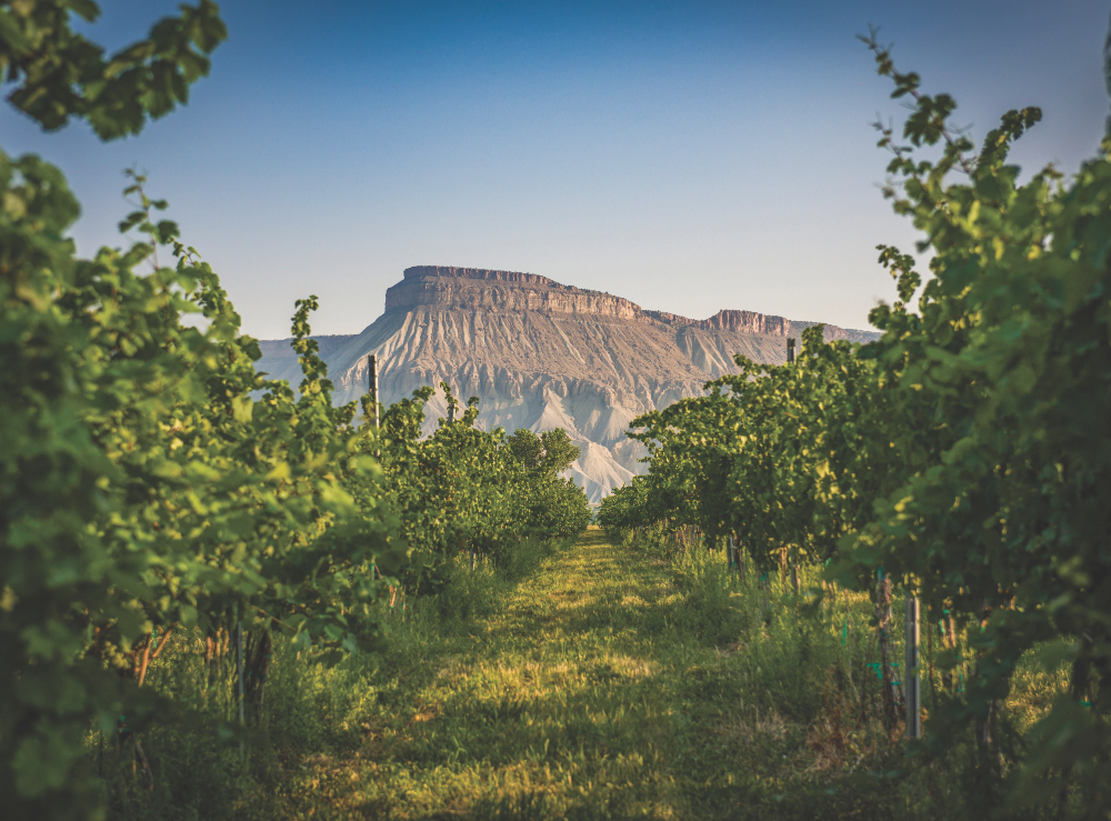 Carboy Winery at Mount Garfield Estate in Palisade