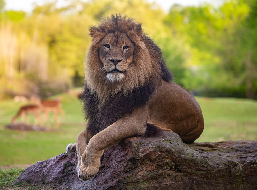 African lion at the Caldwell Zoo in Tyler. October 29, 2025